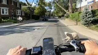 I almost hit a dog with my Ebike...