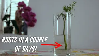 How to Grow Dill From The Cuttings - A Simple Method