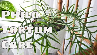 Philodendron Tortum House Plant Care Tips