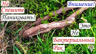 Не спешите паниковать! Это не бактериальный Рак!