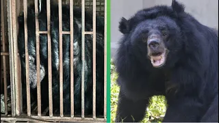 The Incredible Transformation Of Dawn Our Most Traumatised Bear 🥰 | Animals Asia