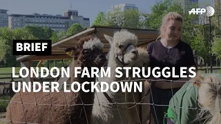 London farm struggles under virus lockdown | AFP