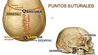 Tmmed anatomia - anato yeren 1 1