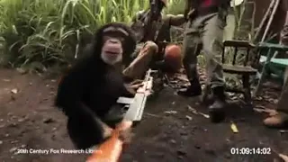 crazy monkey with ak47 / like a boss / stupid soldiers / african