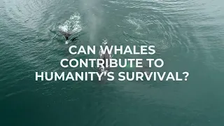 Whales and their important role in the ecosystem!