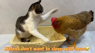 The hen wants to sleep with the kittens!The kitten was very angry and broke up!Interesting animal😿