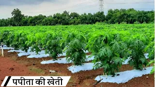 Papita ki kheti | पपीता की खेती | Papaya farming | Papita ki kheti kaise karen | A to Z Information