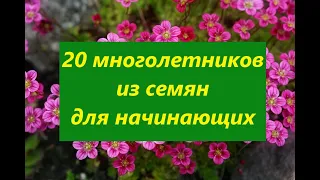 20 многолетников из семян для начинающих.