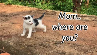 Poor Kitten Crying Because It Lost Its Mother