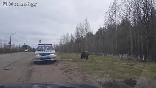 Медведь и машина ДПС