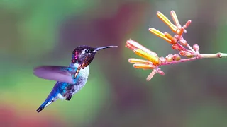 Cuba's Bee Hummingbird (The World's Smallest Bird)