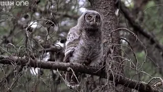 BBC One Walk on the Wild Side - Just One Hoot