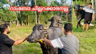 പത്താം ക്ലാസ്സുകാരന്റെ കൂട്ടുകാരനെകണ്ടോ റാംബോ #shanupaliyar #bull