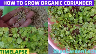 Magical way to Grow Coriander In just 7 Days / How to grow Coriander at home / No one told before