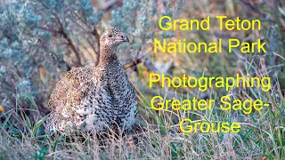 Greater Sage Grouse of Grand Teton