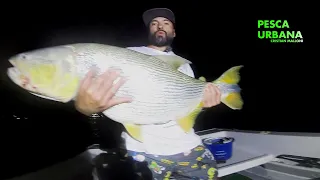 Pez "Dorado gigante", peixe dourado, dourado fish, PESCA URBANA