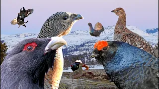 Tiurleik & Orreleik - Vårens Eventyr (Capercaillie lek & Black Grouse lek spring in Norway)