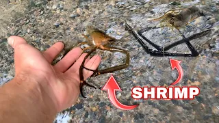 CATCHING GIANT FRESHWATER SHRIMP !