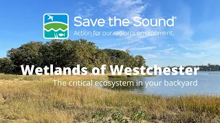 Wetlands of Westchester: The Critical Ecosystem in Your Backyard