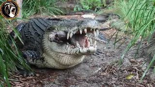 crocodile monster eats pig's head #Shorts