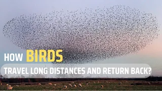 How Birds Travel Long Distances and Return back?The Amazing Science of Bird Migration