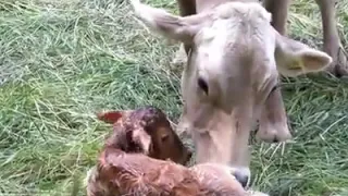 COW gives birth of twin babies😲😲