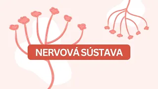 Biológia 7. ročník - Nervová sústava (regulačná sústava)