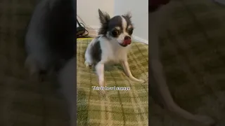 Tiny dog has the most adorable sneezes!