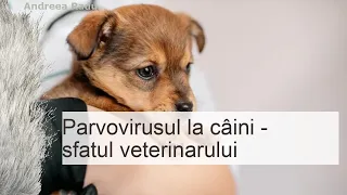 Parvoviroza la caini - sfatul veterinarului