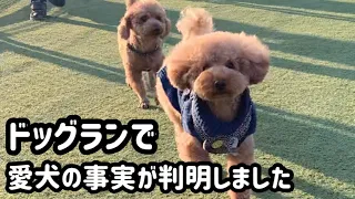 【ドッグラン】愛犬の事を分かっていませんでした。