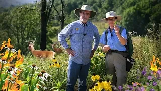 Will Deer Eat this? How to Identify Native Plants