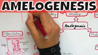 Amelogenesis - Stages of enamel formation