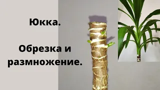 Юкка. Обрезка и размножение. Часть 1.