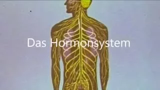 Der Hormonhaushalt des Menschen