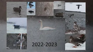 Необычные зимующие птицы Твери. 2022 - 2023