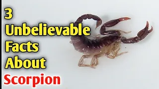 🦂 3 Unbelievable Facts About Scorpion | #shorts #sksimplyknowledge