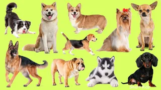 Домашние Животные часть 3| Учим самых милых пород собак в мире | Учим голоса и звуки милых собак