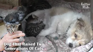 Grandma Dog Breastfeeds Kittens For Her Cat Daughter (Part 1) | Kritter Klub