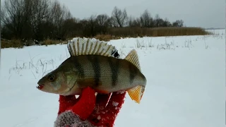 Рыбалка на окуня! Волга,деревня Городня!