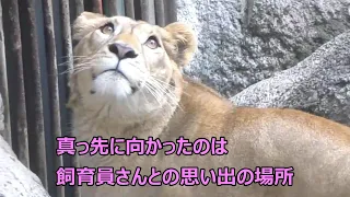 とべ動物園に帰ってきたクレイちゃん♪