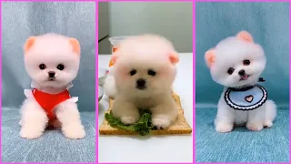 Funny and Cute Pomeranian Videos, Videos de TikTok Part 59