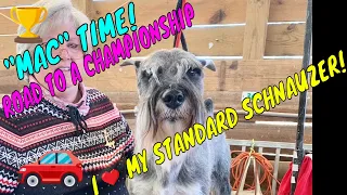 How to make a dog a champion ~ How to show a dog ~ Standard Schnauzer ~ MAC TIME ~ Show 3
