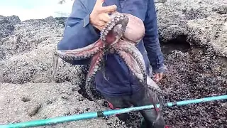 صيد الأخطبوط العملاق بالنهار واليل بوسائل بسيطة مع الريس هشام catch the big octopus  grand pieuvre