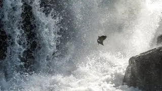 Wild Chinook Salmon Leaping Tumwater Falls (HD)