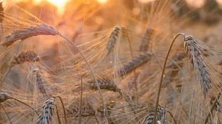 Preserving mankind's food source in the Arctic tundra