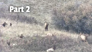 Elk Hunting in Montana (Day 4-7) - Stuck N the Rut 135