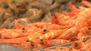 Shrimp : the new stars of the grill - Capital M6