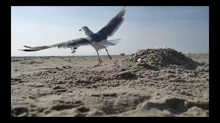 seagull sound 2017 (III) - in UHD / 4K by ani male