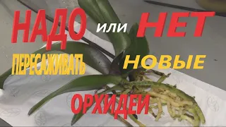 ✅ Пересадка орхидей после покупки "ЗА" и "ПРОТИВ".