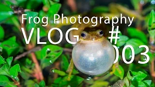 Frog Photography - Vlog #003